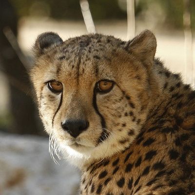 Quid de l'intelligence et des émotions des animaux ?