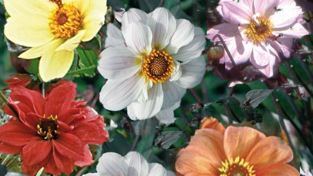 Collection Dahlias Paysage Bishop 