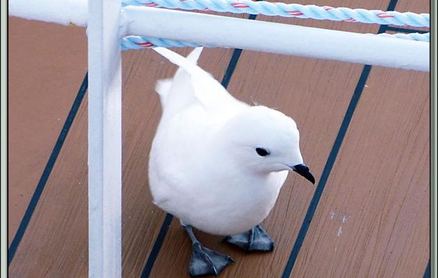  Pendant les prises de vues pour mes panoramas, un Pétrel des neiges (Pagodroma nivea) se pose à mes pieds - Wilhelmina Bay - Péninsule Antarctique