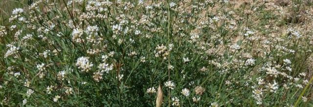 Dorycnium pentaphyllum  -  Badasse