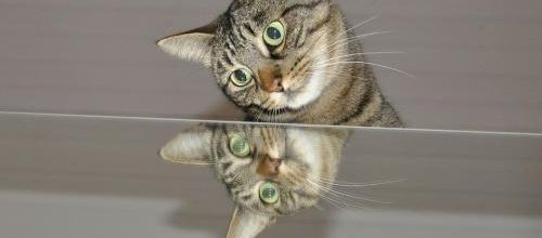 Le chat et le miroir