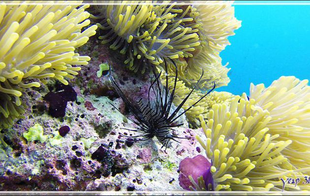 Rascasse volante ou Poisson scorpion ou Poisson lion ou Ptérois volant, Common lionfish or Devil firefish (Pterois miles) - Kuda Faru Thila - Atoll d'Ari - Maldives