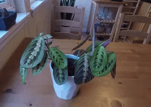 Les plantes aussi font leurs prières ....