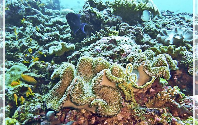 Corail-cuir, Corail-champignon, Mushroom leather coral (Sarcophyton trocheliophorum ?) - Moofushi - Atoll d'Ari - Maldives