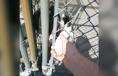 (-*♥*-) Un chien sur le point d’être euthanasié demande de l’aide dans un refuge  (-*♥*-)