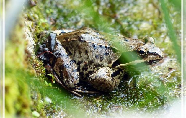 "Maman ? C'est toi ?" "Mais non, une grenouille n'est pas la maman d'un crapaud ..." - Lartigau - Milhas - 31 