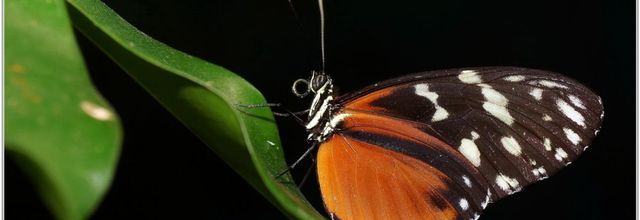 Hecalé (2) - Heliconius hecale