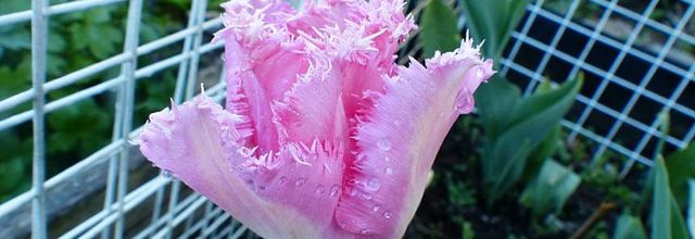 Entre balade, jardin et couture