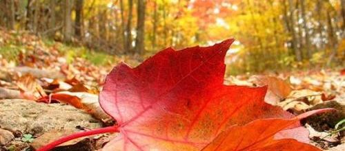 Feuilles d'automne (Isabelle Jaccard)