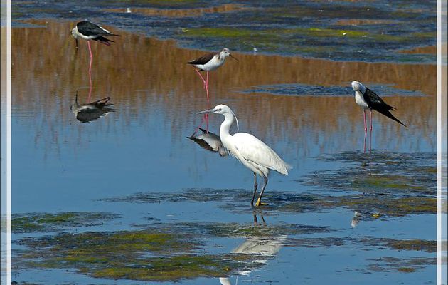 Aigrette garzette, Little Egret (Egretta garzetta) et Échasses blanches, Black-winged Stilts (Himantopus himantopus) - La Couarde-sur-Mer - Ile de Ré - 17