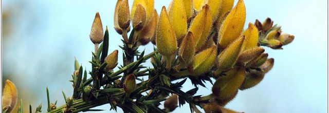 Ajonc d'Europe (2) - Ulex europaeus