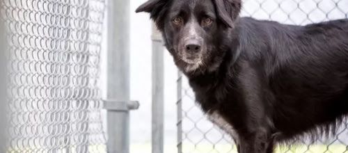 Le syndrome du chien noir