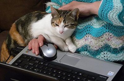 Les chats blogueurs...