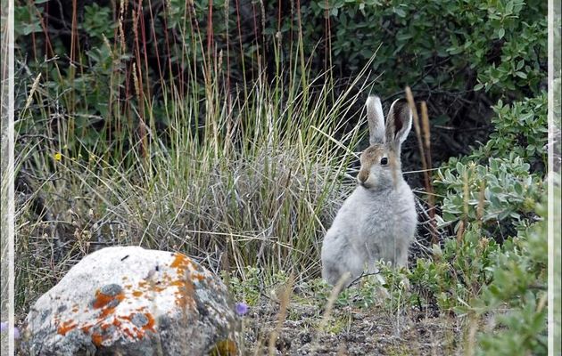 Lièvre arctique revêtu de son costume mi-saison - Ferguson Lake ou Tasersuatsiaq - Kangerlussuaq - Groenland