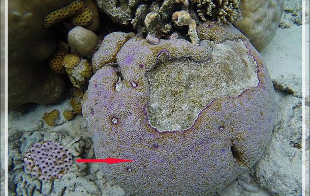 Snorkeling : Corail Acropore astréopora, Porous star coral (Astreopora myriophthalma) - Moofushi - Atoll d'Ari - Maldives 