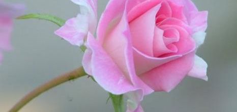 RDV gynécolologique et jeûne... -