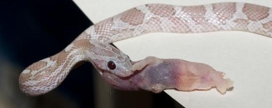 Cinder Hypomelanistic