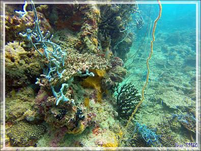 Couleurs sous-marines - Nosy Mitsio - Madagascar