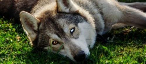 Magic  Dogs  Photography:  Photographe pour animaux de compagnie 