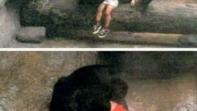 Un enfant secouru par une gorille.
