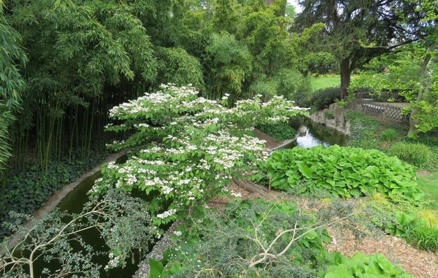 des fleurs à Angers