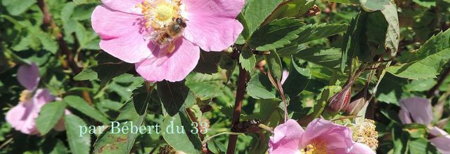 abeilles et fleurs 
