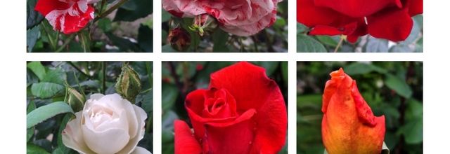 Les fleurs pour Jean-Pierre 