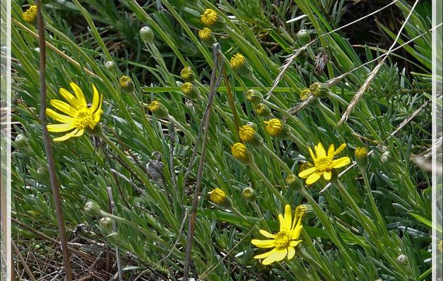 Fleurs jaunes indéterminées - Peninsula de Magallanes - Patagonie - Argentine