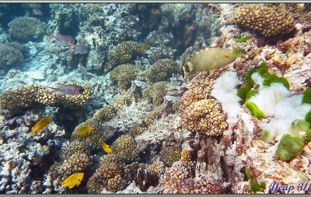 Massif de corail et ses hôtes - Praslin - Seychelles