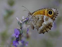 Le Myrtil (Maniola jurtina) - Nymphalidae