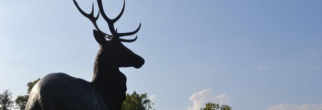 Domaine de Rambouillet : Les cerfs 