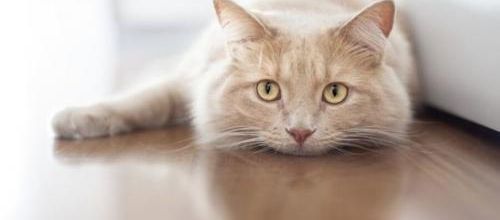 Une nouvelle loi anti-abandon en Suède