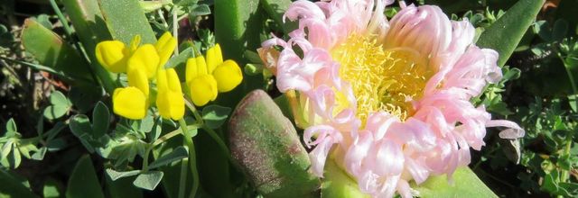 de fleurs de bord de mer