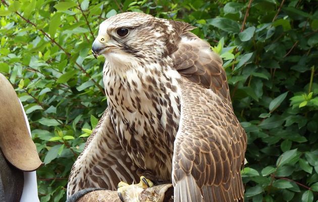 un rapace au Puy du Fou