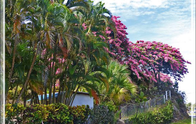 Casse de Java ou Douche rose de Java (Cassia javanica) - Raiatea - Polynésie française