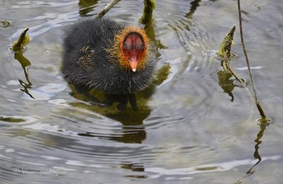 Lac Daumesnil : Deux poussins Foulque macroule sont nés ...
