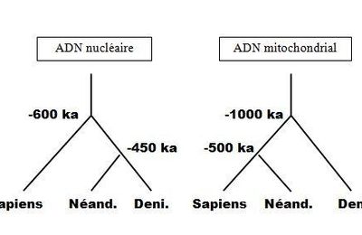13 - Les Dénisoviens