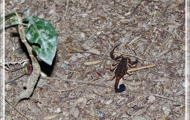 Scorpion - Inkaterra Hacienda Concepcion - Puerto Maldonado - Pérou