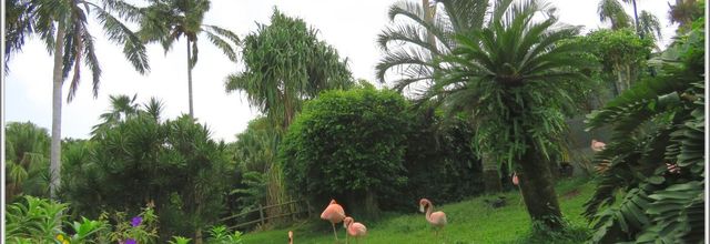 Guadeloupe les flamands rose 2017