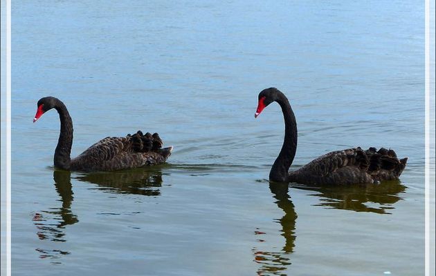 Cygne noir, Black swan (Cygnus atratus) - Ars-en-Ré - Ile de Ré - 17