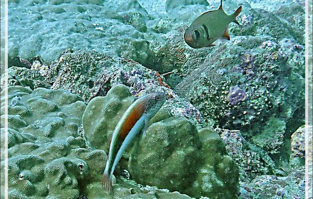 Poisson-faucon de Forster (Paracirrhites forsteri) avec Poisson-soldat poklé (Myripristis botche) puis sur Halimède grappe (Halimeda opuntia) - Plongée à l'île Bijoutier - Seychelles