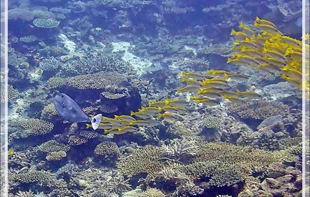 Banc de poissons jaunes : Vivaneau gros yeux, Lutjan à lignes jaunes, Bigeye snapper, Golden striped snapper (Lutjanus lutjanus) - Petit Castor - Tsarabanjina - Mitsio - Madagascar