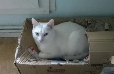 Arbre à chats c'est démodé
