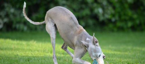 Blue, une arrière grand mère dynamique!!