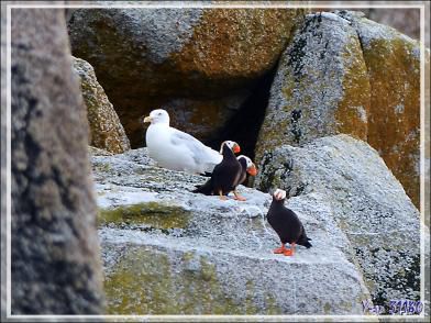 Macareux huppé, Tufted Puffin (Fratercula cirrhata) - Ukivok - King Island (Ugiuvak) - Détroit de Béring - Alaska