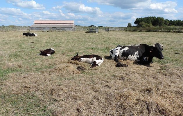 ah la vache  lol lol lol 
