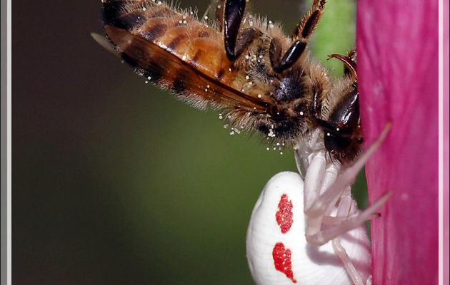 J'ai retrouvé "mon" Araignée crabe Thomise variable (Misumena vatia) grâce à sa proie et avec même un mâle à l’affût - Lartigau - Milhas - 31