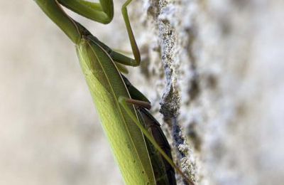 Mante religieuse (Mantis religiosa)