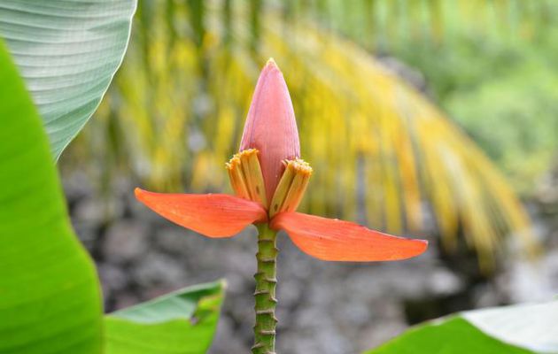 MARTINIQUE AOUT 2017 FLEURS ET FRUITS (Petites bananes décoratives)