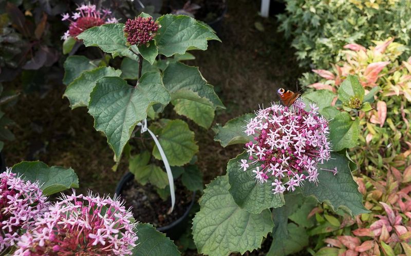 Histoire de papillon.